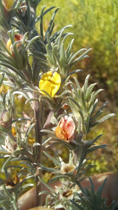 Aspalathus eustonbrownii, photographed by kevin koen