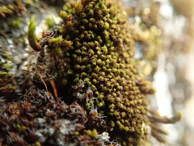 Zygodon rupestris, photographed by Randal