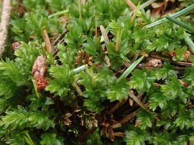 Mnium spinulosum, photographed by Randal