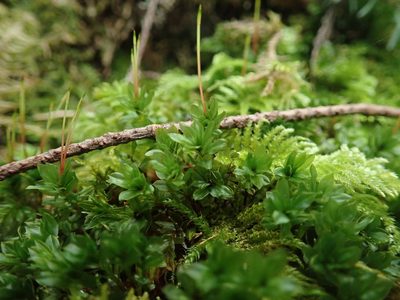 Mnium spinulosum, photographed by Randal