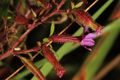 Cuphea viscosissima, photographed by Judy Gallagher