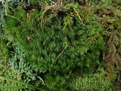 Dicranum fuscescens, photographed by Randal