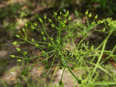 Cynosciadium digitatum, photographed by Michael J. Gras, M.Ed.