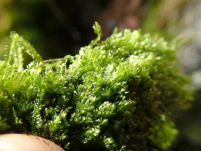 Pseudotaxiphyllum elegans, photographed by Randal
