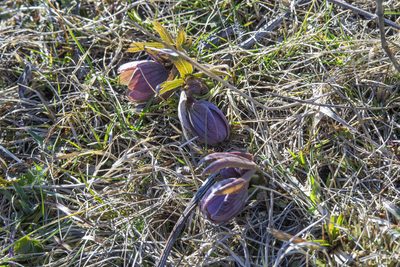 Helleborus purpurascens, photographed by Conrad Altmann