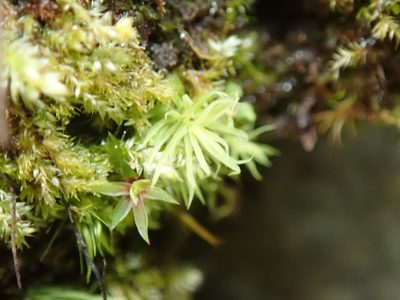 Timmiella crassinervis, photographed by Randal