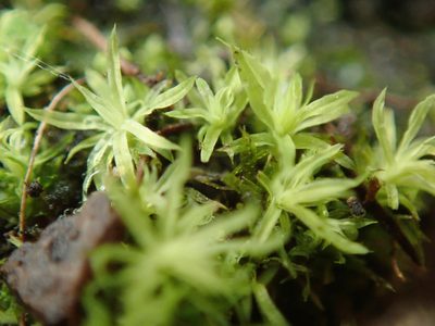 Timmiella crassinervis, photographed by Randal
