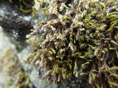 Hedwigia stellata, photographed by Randal