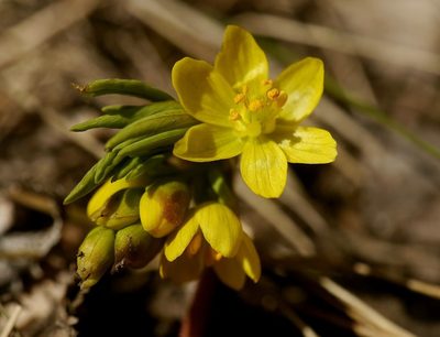 Gymnospermium odessanum, photographed by Roman