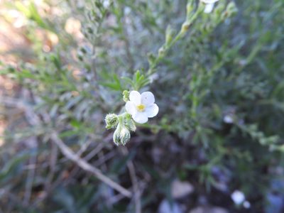 Antiphytum heliotropioides, photographed by Leticia Jiménez Hernández