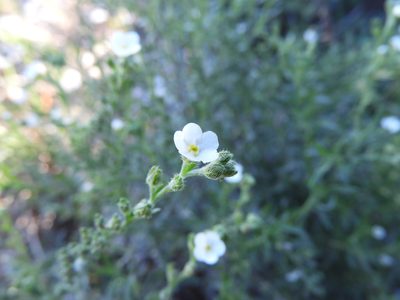 Antiphytum heliotropioides, photographed by Leticia Jiménez Hernández
