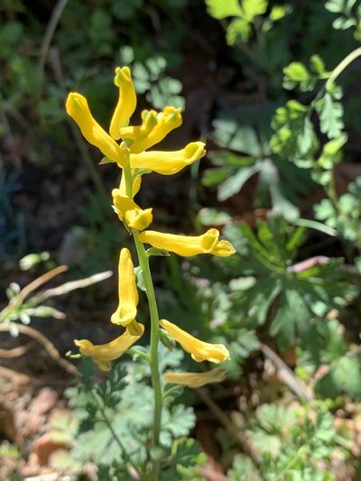 Corydalis micrantha, photographed by Laura Clark