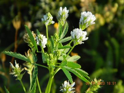 Trigonella procumbens, photographed by Galyna Mykytynets