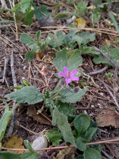 Erodium chium, photographed by Karim Haddad
