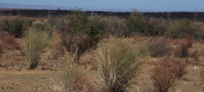 Gomphocarpus filiformis, photographed by Tony Rebelo