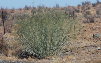 Gomphocarpus filiformis, photographed by Tony Rebelo