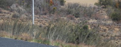 Gomphocarpus filiformis, photographed by Tony Rebelo