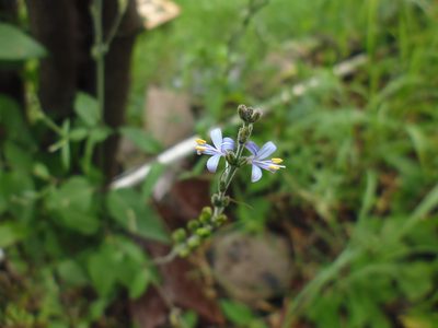 Carlowrightia parviflora, photographed by monictoz