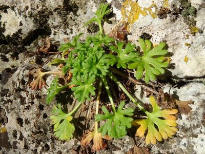 Saxifraga irrigua, photographed by Пані Тимошенко