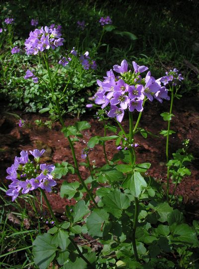 Cardamine raphanifolia, photographed by Todd Boland
