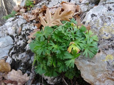Saxifraga irrigua, photographed by Пані Тимошенко