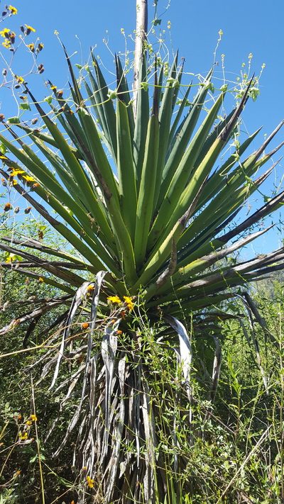 Agave karwinskii, photographed by Eugenio Padilla