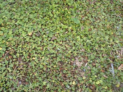 Dichondra brevifolia, photographed by Peter de Lange