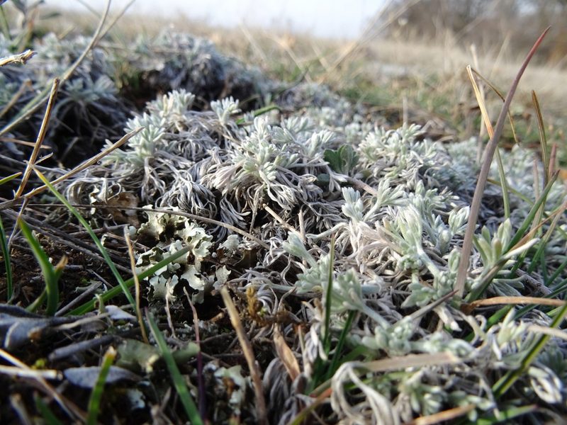Artemisia alpina, photographed by Пані Тимошенко