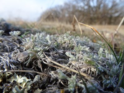 Artemisia alpina, photographed by Пані Тимошенко