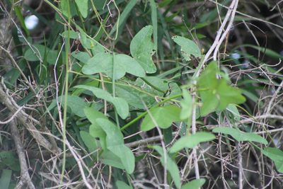 Passiflora misera, photographed by demianlescano