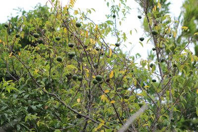 Annona emarginata, photographed by demianlescano