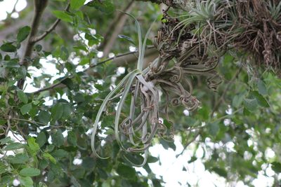 Tillandsia duratii, photographed by demianlescano