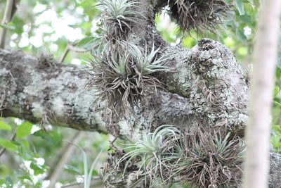 Tillandsia recurvifolia, photographed by demianlescano