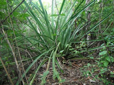 Bromelia karatas, photographed by Carlos A. Padrón P.
