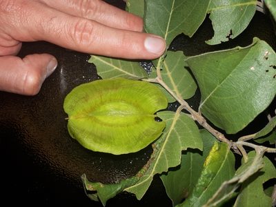 Combretum zeyheri, photographed by Manuel R Popp