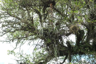 Tillandsia duratii, photographed by demianlescano