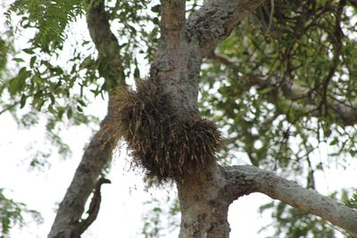 Tillandsia bandensis, photographed by demianlescano