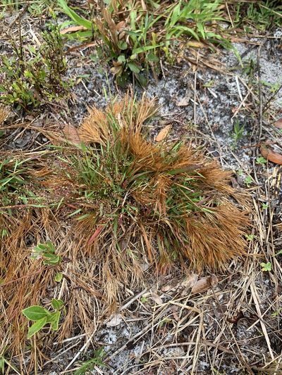 Dichanthelium chamaelonche, photographed by Claire Herzog