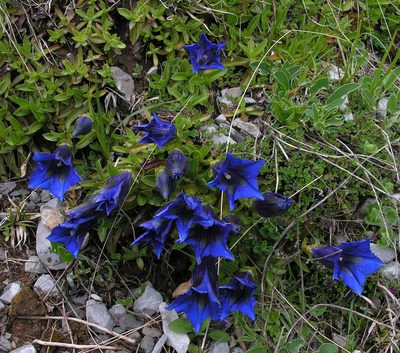 Gentiana occidentalis, photographed by Todd Boland