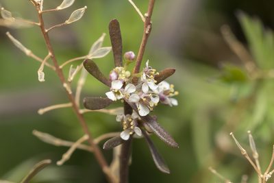 Lepidium graminifolium, photographed by Eleftherios Katsillis