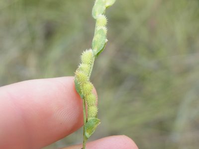 Zornia linearis, photographed by Antoinette Eyssell Knox