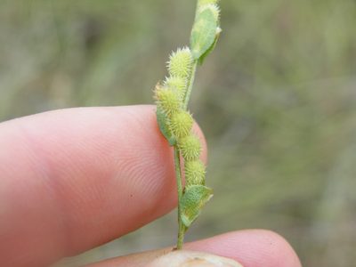 Zornia linearis, photographed by Antoinette Eyssell Knox