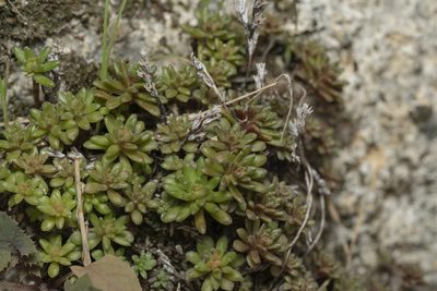 Sedum litoreum, photographed by Eleftherios Katsillis