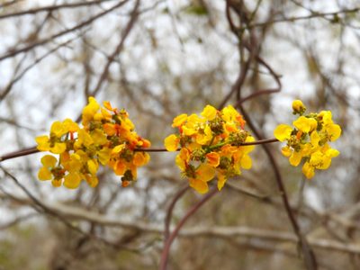 Tetrapterys mexicana, photographed by Francisco Farriols Sarabia