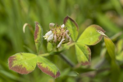 Trifolium clypeatum, photographed by Eleftherios Katsillis