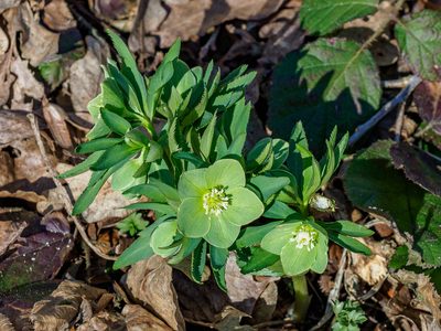 Helleborus dumetorum, photographed by rainerburkard
