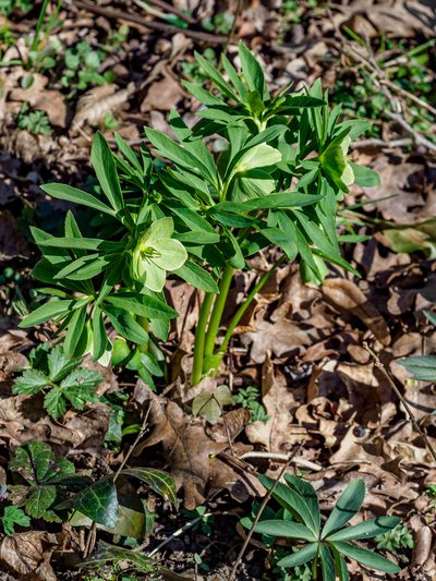Helleborus dumetorum, photographed by rainerburkard
