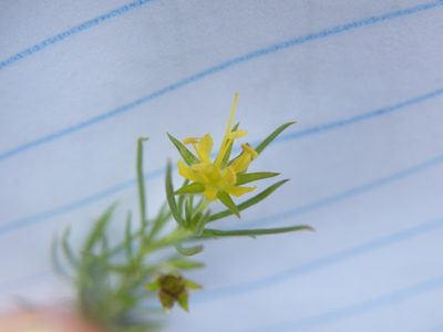 Vahlia capensis, photographed by Antoinette Eyssell Knox