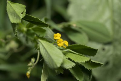 Medicago rugosa, photographed by Eleftherios Katsillis