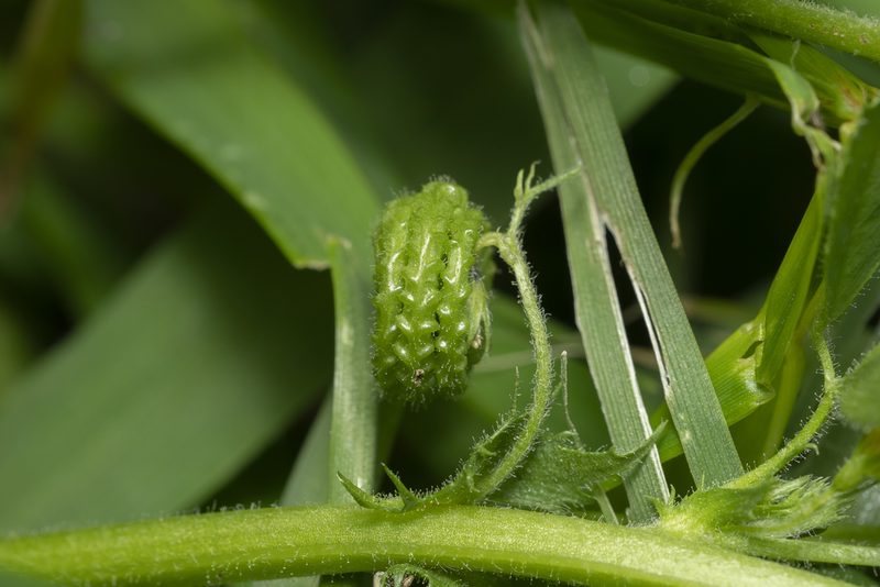 Medicago rugosa, photographed by Eleftherios Katsillis